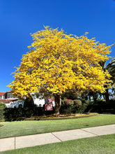 Load image into Gallery viewer, Yellow Tabebuia Tree 30”x24”

